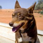 Australian Kelpie 101: Owner's Guide