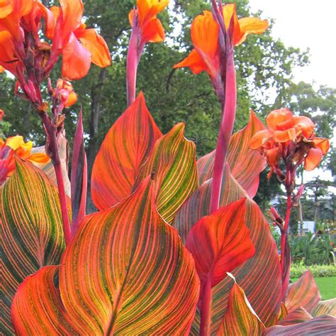 Buy Canna Tropicanna | J Parker Dutch Bulbs