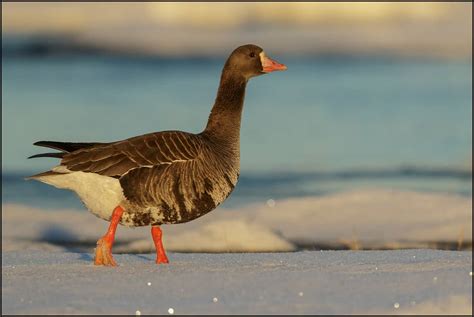 Greater White-fronted Goose | Focusing on Wildlife