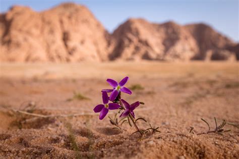 Saudi Arabia: The amazing images of the desert in bloom