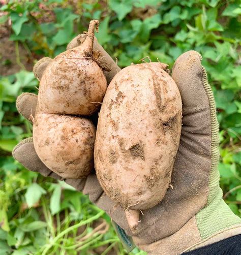 How to Plant Okinawan Sweet Potatoes | Grow Okinawan Purple Sweet ...