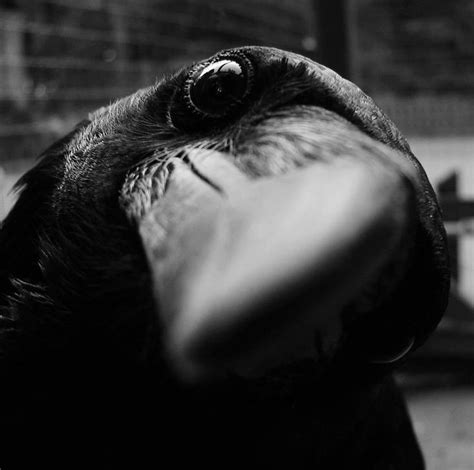®∂√éN uǝʌɐɹ | Crow, Birds, Black bird