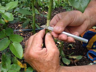 The Minnesota Rose Gardener: Propagating Roses by Air Layering- North ...