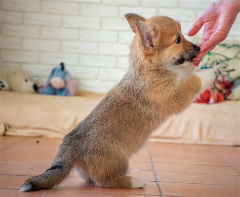 Pembroke Welsh Corgi Dog Training - Miniature Puppies for Sale