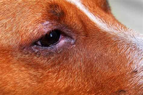 Can Dogs Get Pink Eye, How Do You Treat It? - A-Z Animals