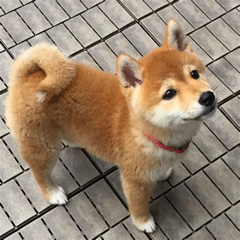 Pin on shiba inu mix