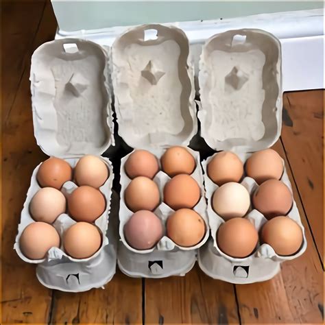 Barred Plymouth Rock Eggs for sale in UK | 58 used Barred Plymouth Rock Eggs