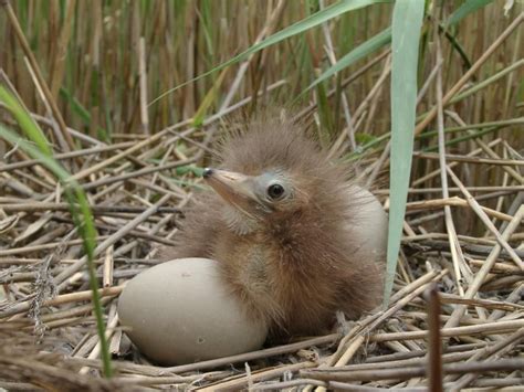 Eurasian Bittern nest with chick and eggs Baby Animals, Cute Animals, Country Walk, Herons, Bird ...