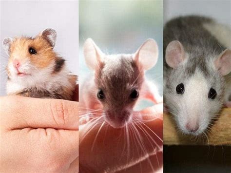 Hamster VS Mouse VS Rat: Which Pet Should I Choose? - The Pet Savvy