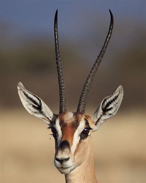 GAZELLE ELEGANCE / Grant's gazelle female with slender horns. In my ...