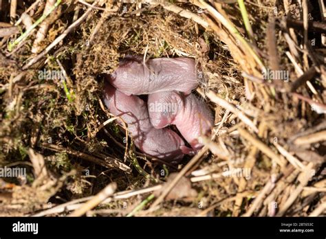 Field vole nest (Microtus agrestis) with three newborn animals, UK Stock Photo - Alamy