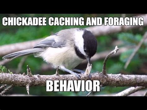 Chickadee Caching and Foraging Behavior (Mini Documentary) - YouTube