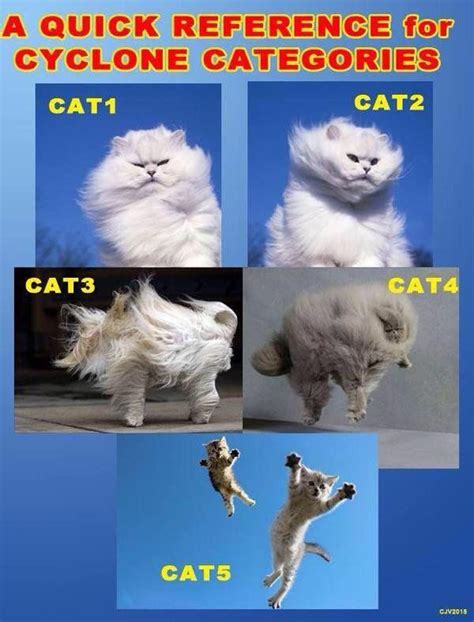 Cats and weather: perfect! | Hurricane memes, Funny animal pictures ...