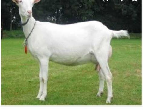 Goat Farming Services at 15000.00 INR in Nagpur, Maharashtra | Chandekar Goat Farm