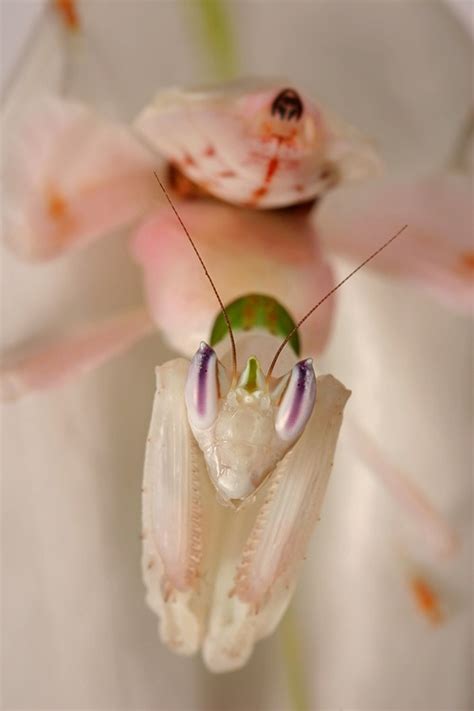 orchid mantis | Orchid mantis, Orchids, Cool insects