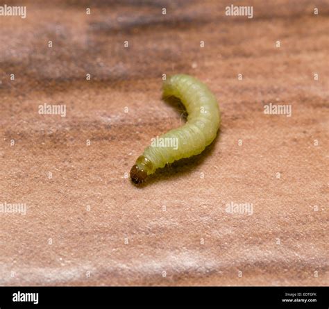 Moth Larvae Identification