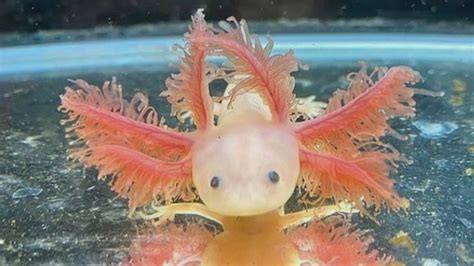 Axolotl breeds , Morphs and Colors