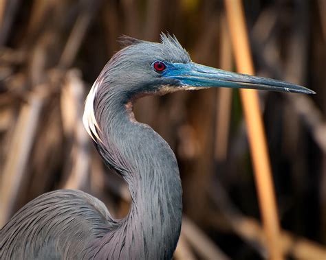 Tricolored Heron in Breeding Plumage Photograph by Richard Leighton ...