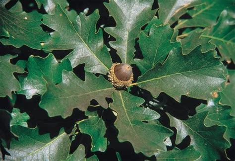 Burr Oak 1-1 transplant 10-24″ (25cm-60cm) – H. Richardson Farms Ltd.