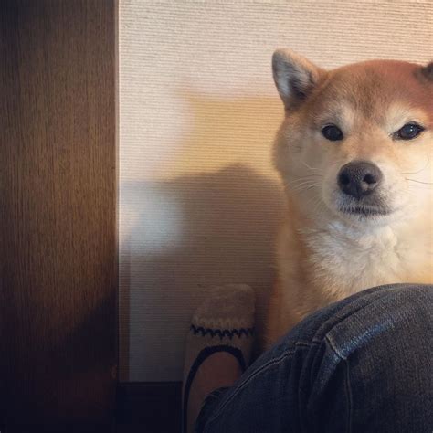 5月21日 … 休みだけど雨だから、やることなくて犬とツーショット🎶🎶 飼い主のテンションに反して、ポーカフェイスのふきさんなのでした🐕 #雨 ...