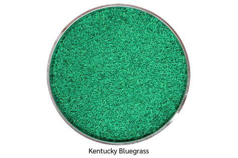 Wild Horse Kentucky Bluegrass | Smith Seed Services