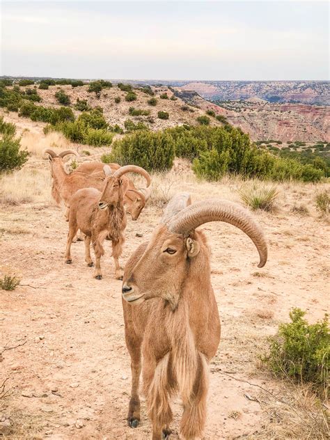 20 Amazing Things to do in Palo Duro Canyon State Park, Texas