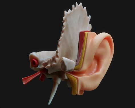 Ear Anatomy 3d Model Ear Anatomy Ear Anatomy | Images and Photos finder