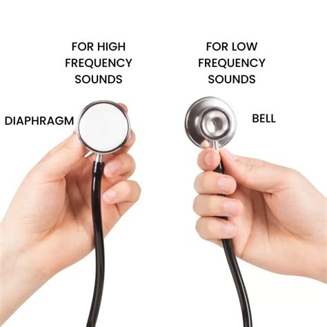 Top Parts Of A Stethoscope Labeled: An Overview (2023), 43% OFF