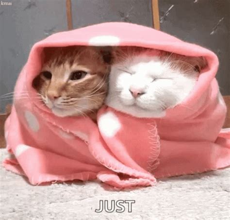 Cats Cuddle GIF - Cats Cuddle Blankets - Discover & Share GIFs