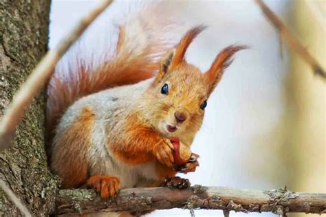 Do Squirrels Tease Dogs? (Why Would They Do That) - Gardenia Organic