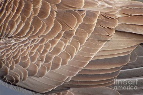 Geese Feathers Photograph by Steve McGrath - Fine Art America