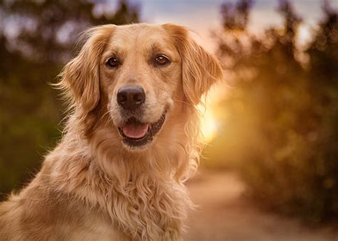 HD wallpaper: the sun, Golden, Retriever | Wallpaper Flare