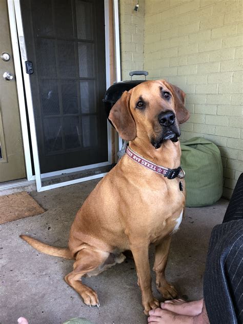 Labloodhound = Lab Bloodhound Mix. This is Tucker :) | Lab mix puppies ...