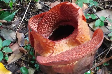 Rare Corpse Flower Blooms at Indonesia's Bogor Botanical Gardens