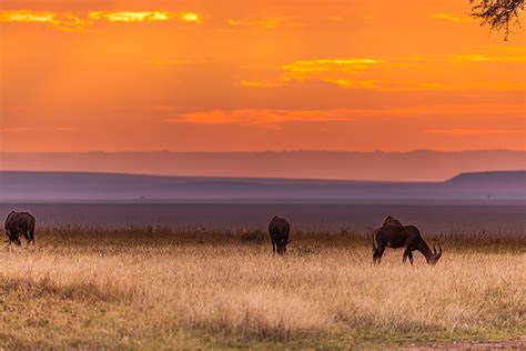 Gnuer Vilda Djur Solnedgång - Gratis foto på Pixabay