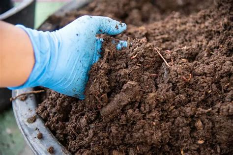 What Are These Tiny White Worms In My Soil? - Gardenia Organic