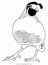 Quail Bird 1 Coloring Page For Kids  Free Quails Printable sketch template