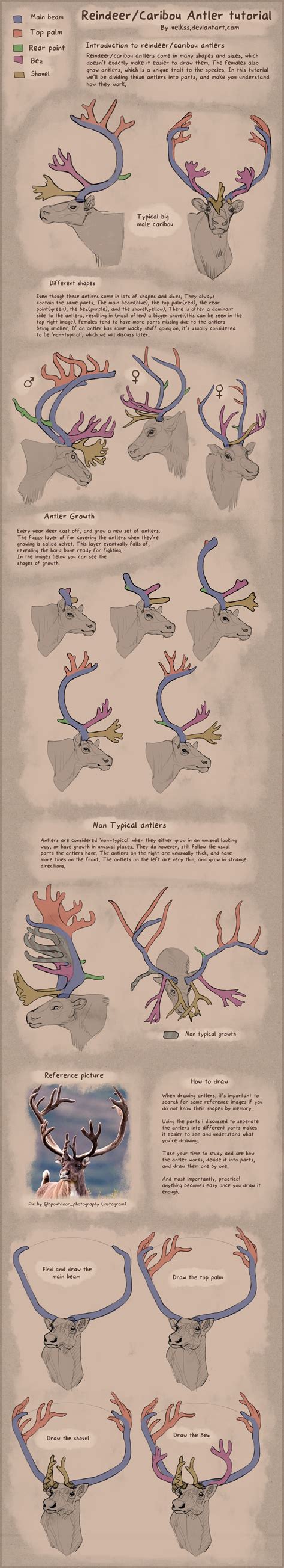 Reindeer/Caribou antlers [TUTORIAL] by Velkss on DeviantArt