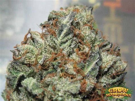 Platinum Kush Seeds - Strain Review | Grow-Marijuana.com