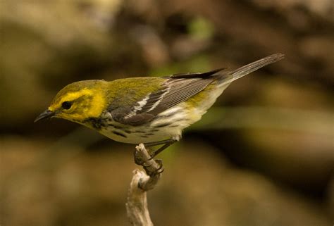 Birds of Central Texas – 4 | Wings Over Skagit