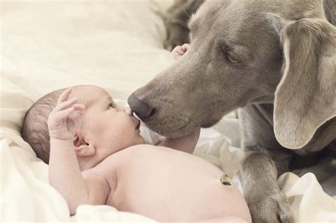 Dog and Baby kisses | Baby puppies, I love dogs, Weimaraner