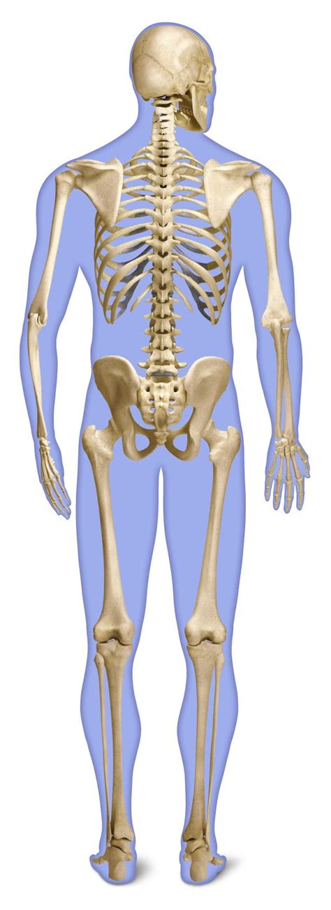 Number of Bones in Human Body | Skeleton Facts | DK Find Out