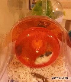 GIF Bad parenting level: Hamster Bad Parenting Quotes, Parenting Done ...