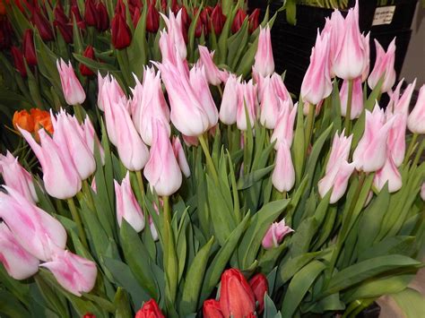 25 of the Latest NEW Tulip Varieties to Love! Check ‘em Out HERE! - Grand Central Floral