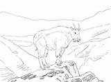 North America Mountain Goat Coloring Page  Free Printable Coloring Pages sketch template