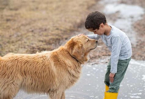 Ways You Can Teach a Child to Show Respect Towards Animals | Kids in the House