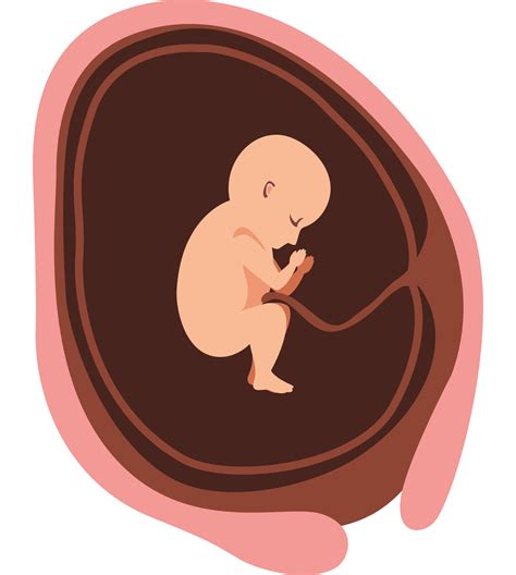 Baby Embryo