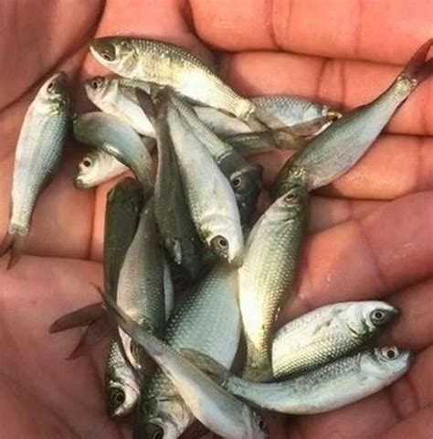 Mrigal Carp Fish Seed at Rs .55/piece | मछली के बीज in North 24 ...