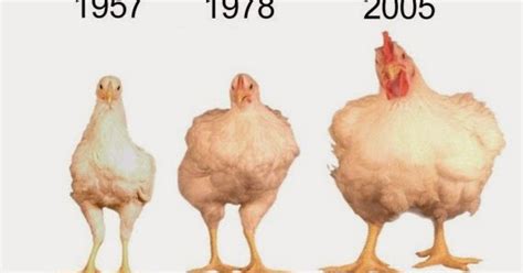 The Cooperative Farmer: The Evolution of American Chicken