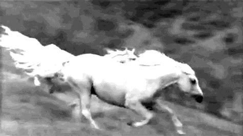 Horse Running GIF - Find & Share on GIPHY